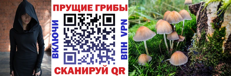 Галлюциногенные грибы Cubensis  Ессентуки 